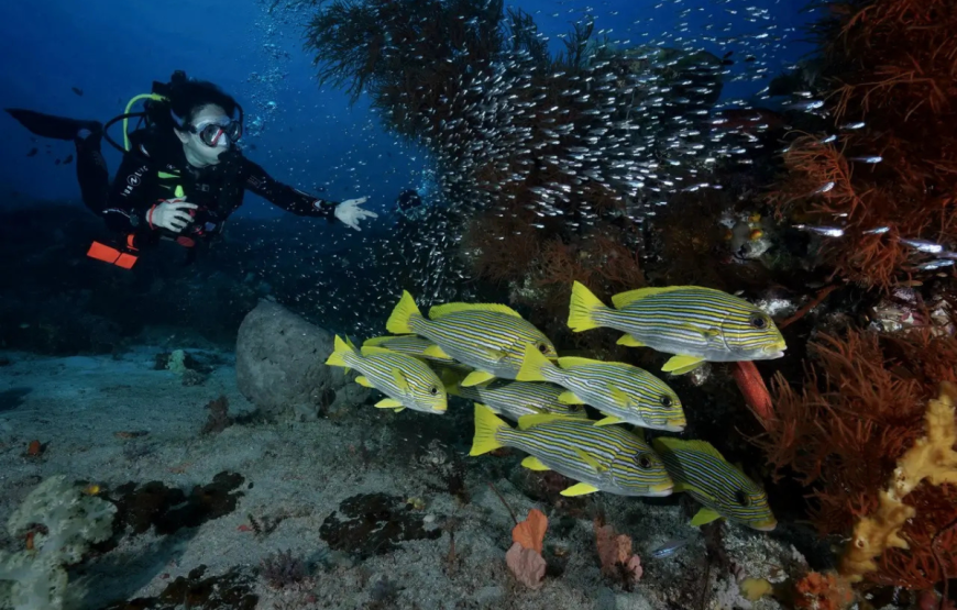 BALI SCUBA DIVING