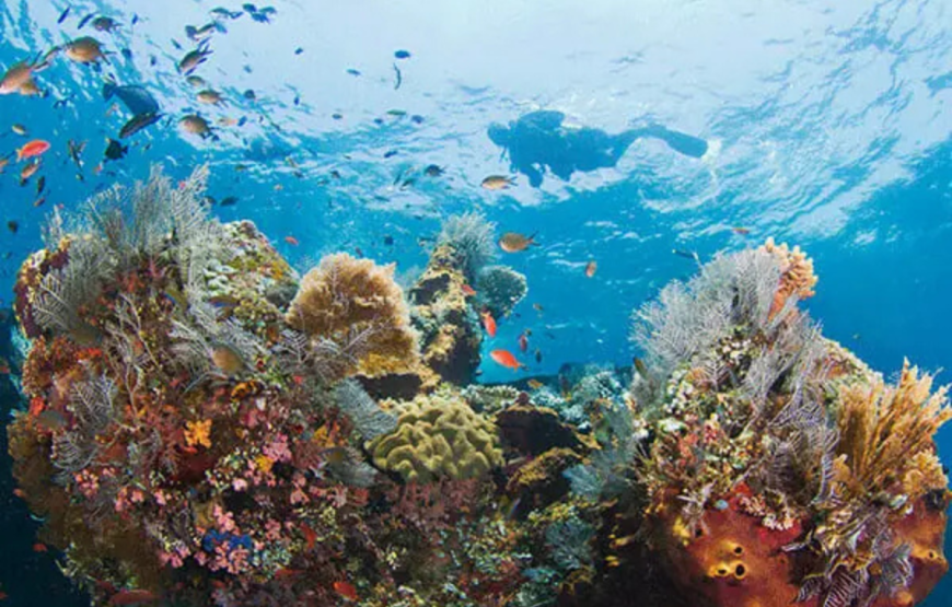 BALI SCUBA DIVING