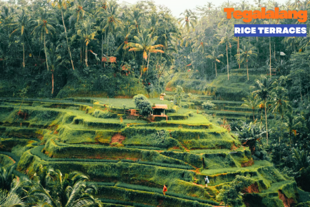 Tegalalang Rice Terraces: The Green Heart of Ubud