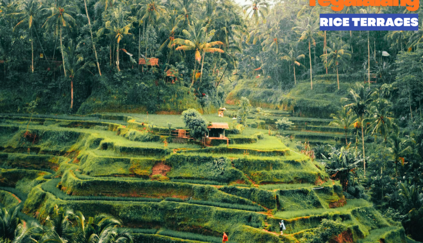 Tegalalang Rice Terraces: The Green Heart of Ubud