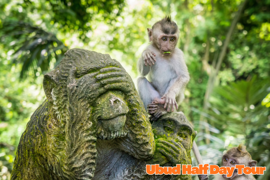 UBUD HALF DAY TOUR