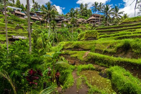 Why Ubud is the Unmissable Soul of Bali?